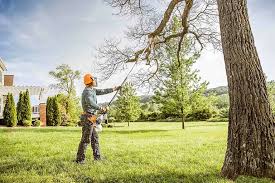 Best Tree and Shrub Care  in Franklin Park, NJ
