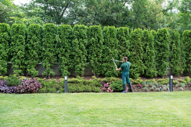 Professional Tree Removal in Franklin Park, NJ