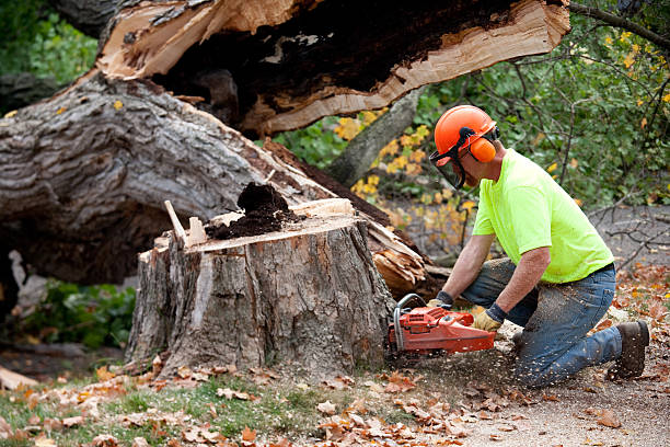Best Fruit Tree Pruning  in Franklin Park, NJ