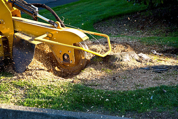 Best Tree Health Inspection  in Franklin Park, NJ